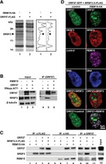 SRSF1 Antibody in Western Blot (WB)