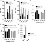 SRSF1 Antibody in ChIP Assay (ChIP)