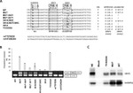 SRSF1 Antibody in Western Blot (WB)