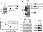 SRSF1 Antibody in Western Blot (WB)