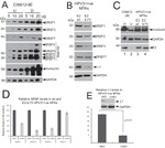 SRSF1 Antibody in Western Blot (WB)