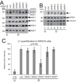 SRSF1 Antibody in Western Blot (WB)