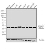 SRSF1 Antibody in Western Blot (WB)