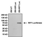 Rabbit IgG (H+L) Secondary Antibody in Western Blot (WB)