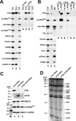 PTBP1 Antibody in Western Blot, RNA Immunoprecipitation (WB, RIP)