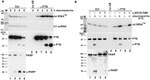 PTBP1 Antibody in Western Blot, RNA Immunoprecipitation (WB, RIP)