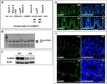 PTBP1 Antibody in Western Blot (WB)