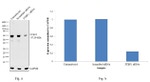 PTBP1 Antibody in Western Blot (WB)