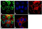 PTBP1 Antibody in Immunocytochemistry (ICC/IF)