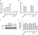 PTBP1 Antibody in Western Blot (WB)