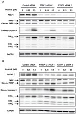 PTBP1 Antibody in Western Blot (WB)