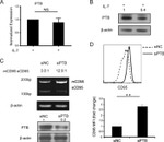 PTBP1 Antibody in Western Blot (WB)