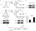 PTBP1 Antibody in Western Blot (WB)