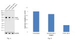 PTBP1 Antibody in Western Blot (WB)