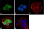 PTBP1 Antibody in Immunocytochemistry (ICC/IF)