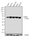 PTBP1 Antibody in Western Blot (WB)