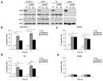 ALK Antibody in Western Blot (WB)