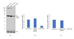 NPM1 Antibody in Western Blot (WB)