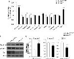 Claudin 7 Antibody in Western Blot (WB)