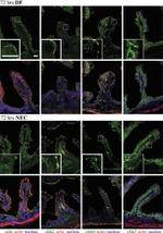 Claudin 7 Antibody in Immunohistochemistry (IHC)