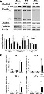 Occludin Antibody in Western Blot (WB)