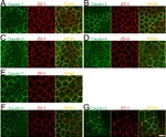 Claudin 3 Antibody in Immunocytochemistry (ICC/IF)