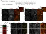 ZO-2 Antibody in Western Blot (WB)