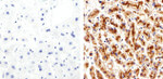 Claudin 2 Antibody in Immunohistochemistry (Paraffin) (IHC (P))