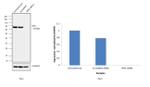 PKP1 Antibody