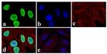 PTEN Antibody in Immunocytochemistry (ICC/IF)