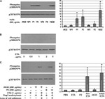 Desmoglein 3 Antibody in Western Blot (WB)