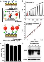 Desmoglein 3 Antibody in Western Blot (WB)