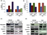 Desmoglein 3 Antibody in Western Blot (WB)