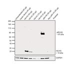 HA Tag Antibody