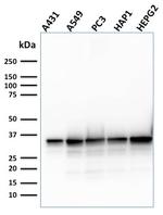 APEX Nuclease I Antibody in Western Blot (WB)