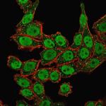 APEX Nuclease I Antibody in Immunocytochemistry (ICC/IF)