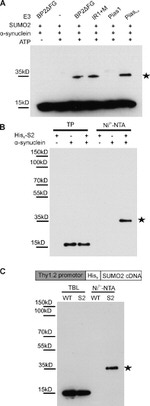 alpha Synuclein Antibody in Western Blot (WB)