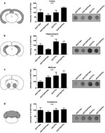 alpha Synuclein Antibody in Western Blot, Dot Blot (WB, DB)