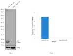 alpha Synuclein Antibody