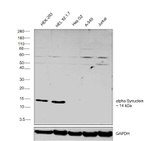 alpha Synuclein Antibody in Western Blot (WB)