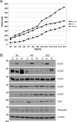 Claudin 7 Antibody in Western Blot (WB)