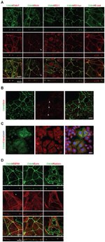 EBP50 Antibody in Immunocytochemistry (ICC/IF)