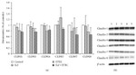 Claudin 7 Antibody in Western Blot (WB)