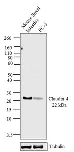 Claudin 4 Antibody in Western Blot (WB)