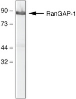 RANGAP1 Antibody in Western Blot (WB)