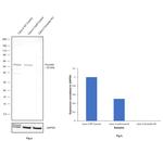 Occludin Antibody in Western Blot (WB)