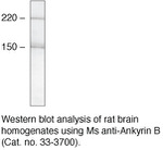 Ankyrin B Antibody in Western Blot (WB)