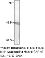 GAP43 Antibody in Western Blot (WB)