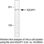 IQGAP1 Antibody in Western Blot (WB)