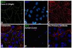 ZO-1 Antibody in Immunocytochemistry (ICC/IF)